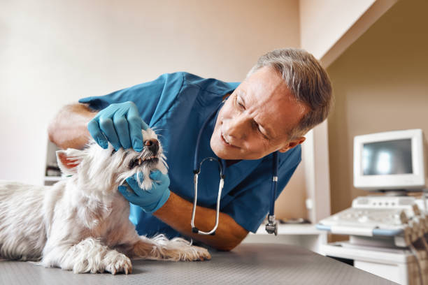 Best Emergency Tooth Extraction in Preston, ID